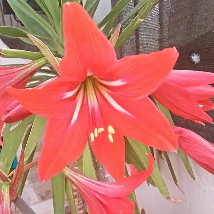 Amaryllis plant