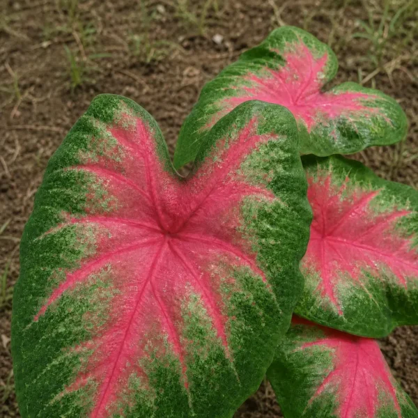 Angel Wings plant