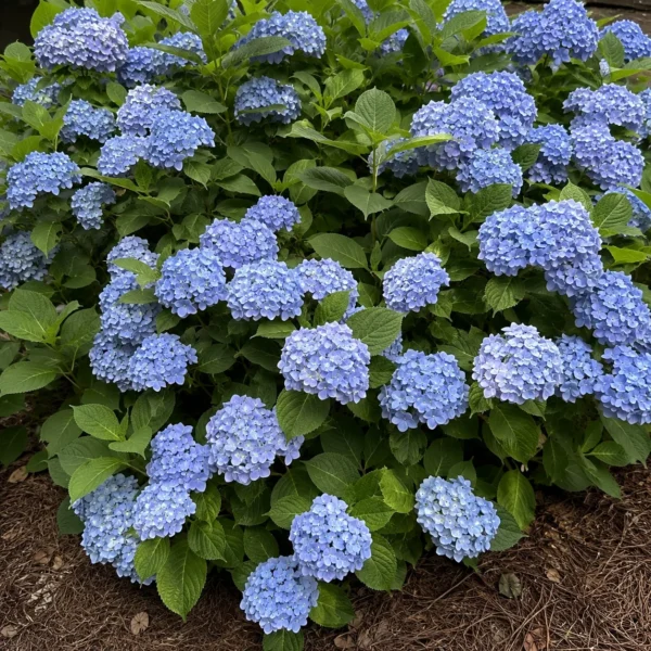 Bigleaf Hydrangea (Hydrangea macrophylla) plant