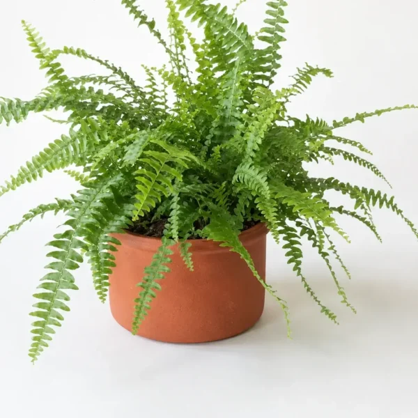 Boston Fern plant