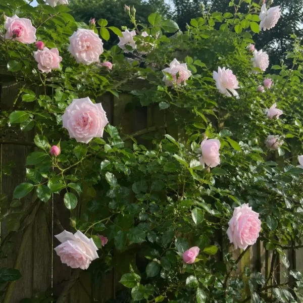 Climbing Rose ‘New Dawn’ plant