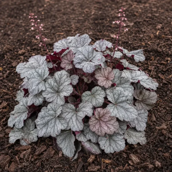Coral Bells plant