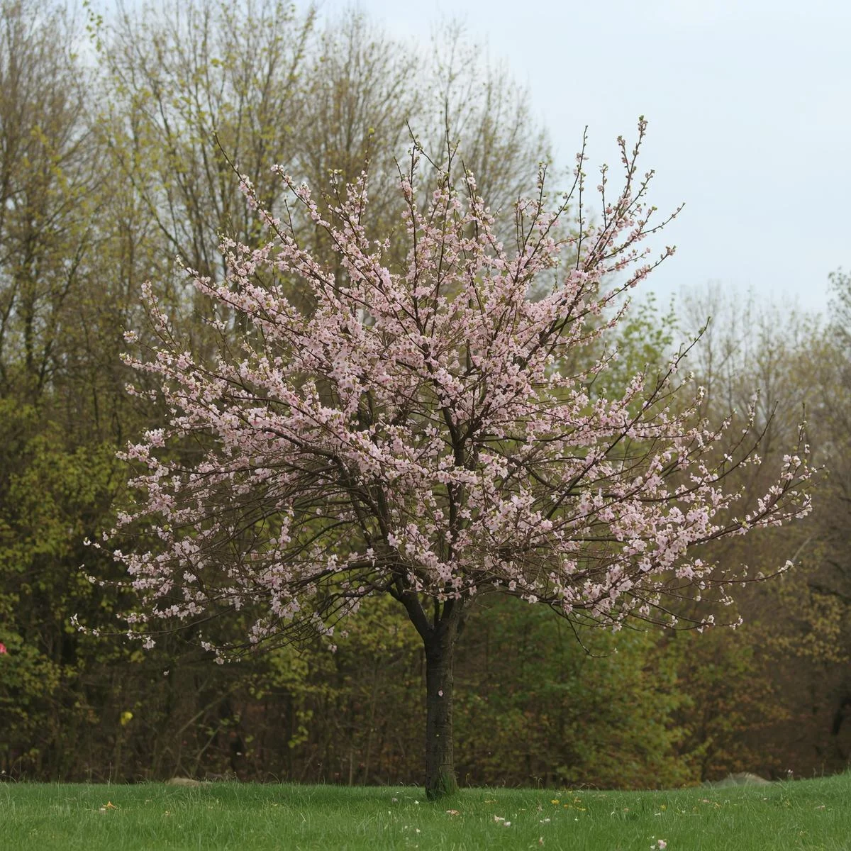 Crabapple plant