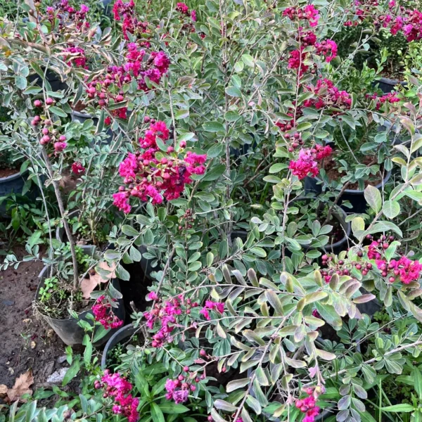 Crape Myrtle plant