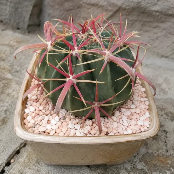 Devil’s Tongue Barrel (Crow’s Claw Cactus) plant