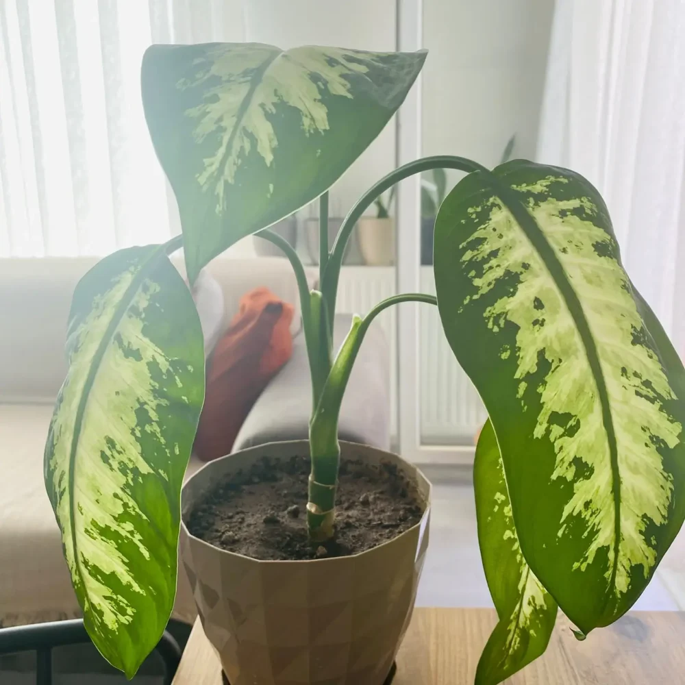 Dumbcane plant
