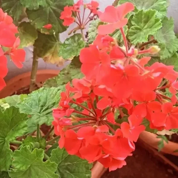 Geranium plant