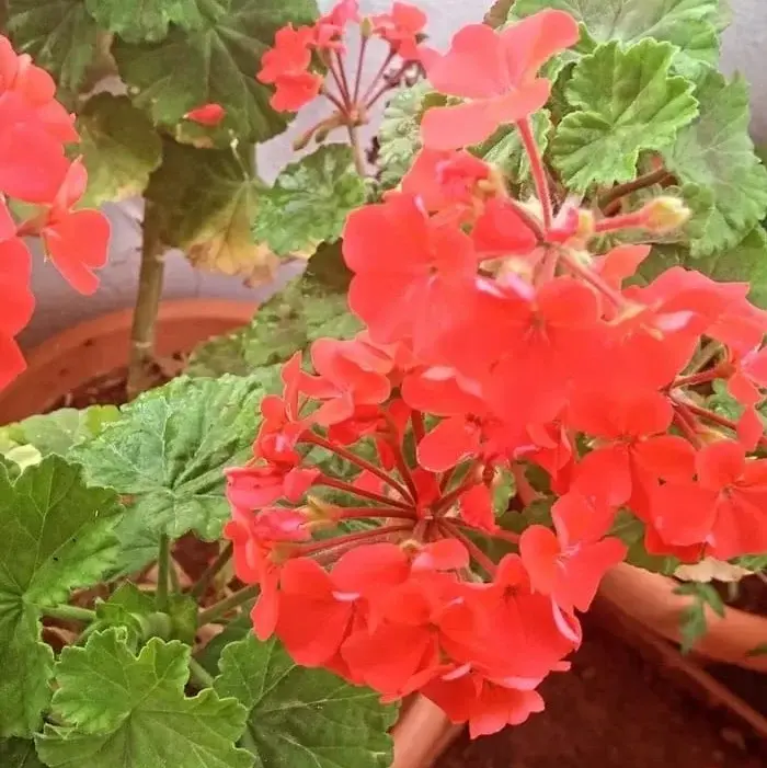 Geranium plant