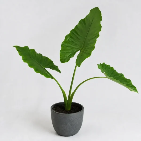 Giant Taro plant