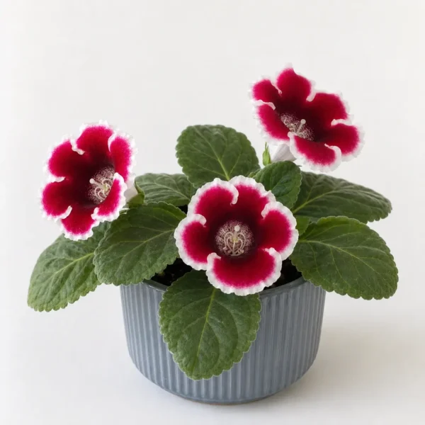 Gloxinia plant