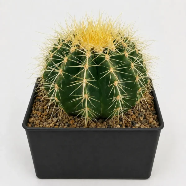 Golden Barrel Cactus plant