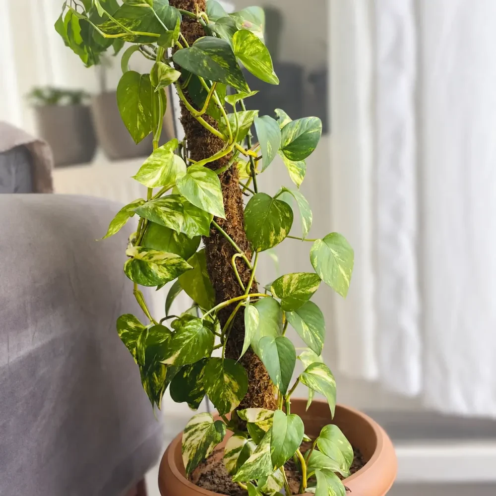 Golden Pothos (Devil’s Ivy) plant
