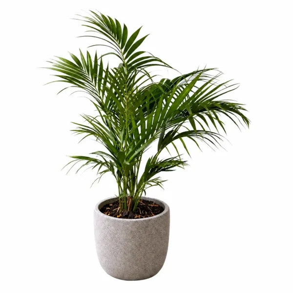 Kentia Palm plant