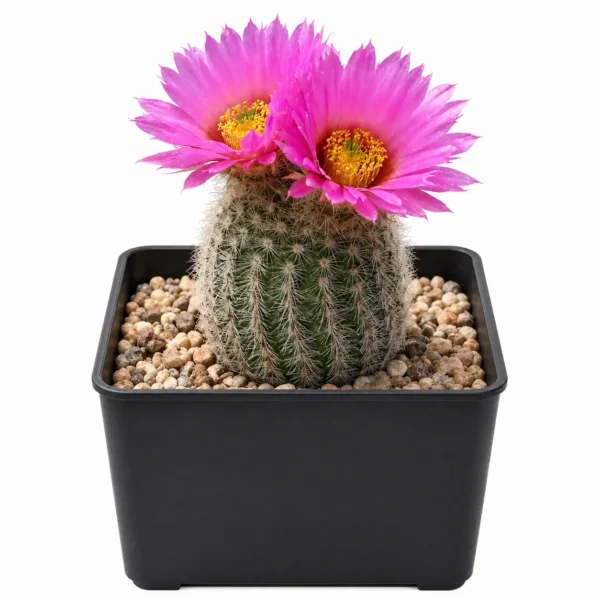 Lace Cactus (Hedgehog Cactus) plant