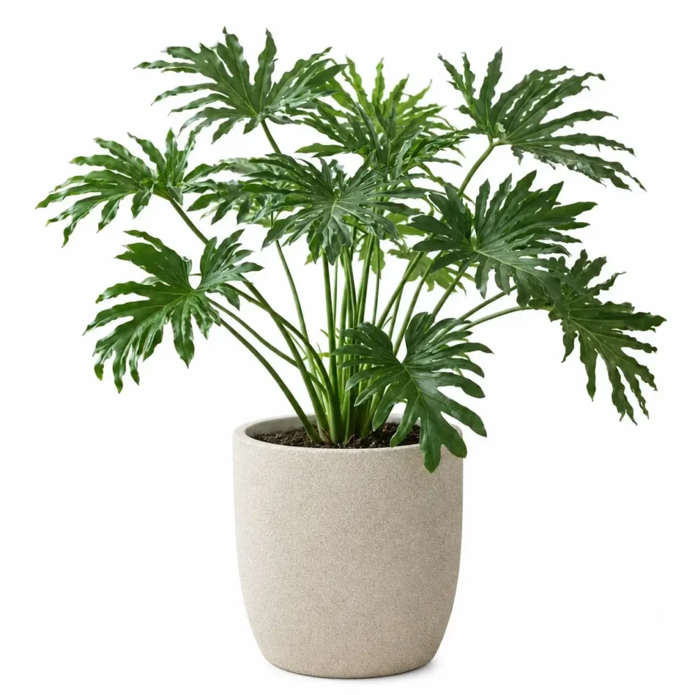 Lacy Tree Philodendron plant