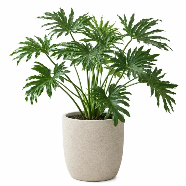 Lacy Tree Philodendron plant