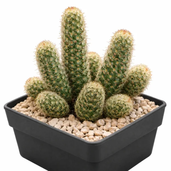 Ladyfinger Cactus (Gold Lace Cactus) plant