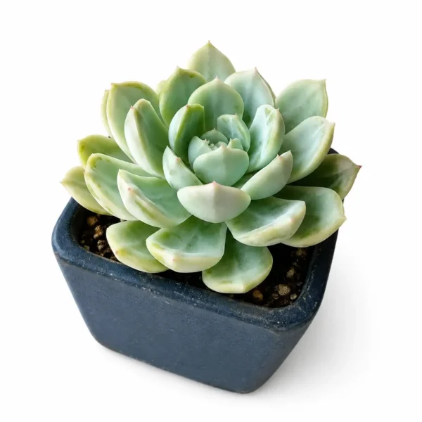Mexican Snowball plant