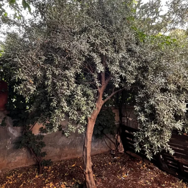 Olive Tree plant