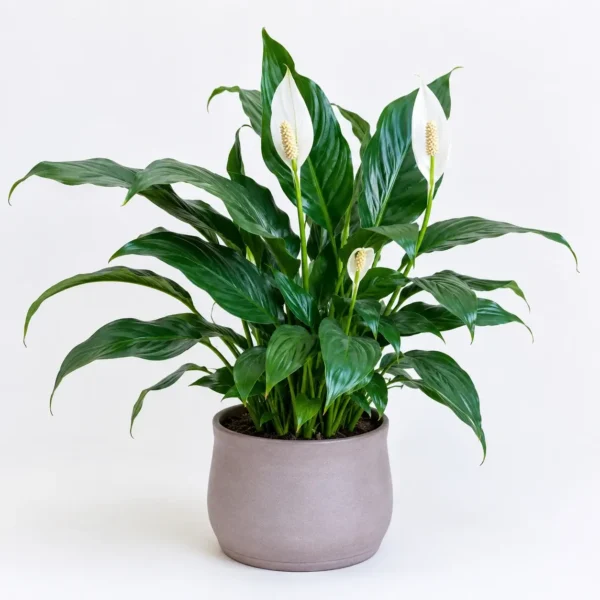 Peace Lily plant
