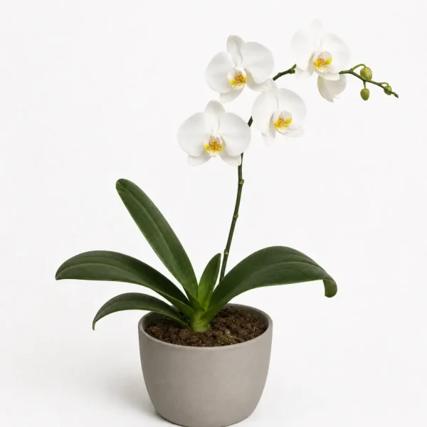 Phalaenopsis Orchid (Moth Orchid) plant