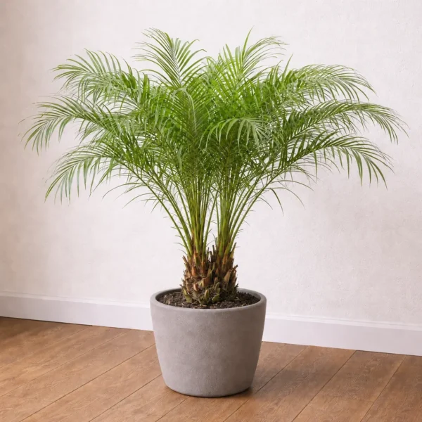 Pygmy Date Palm plant