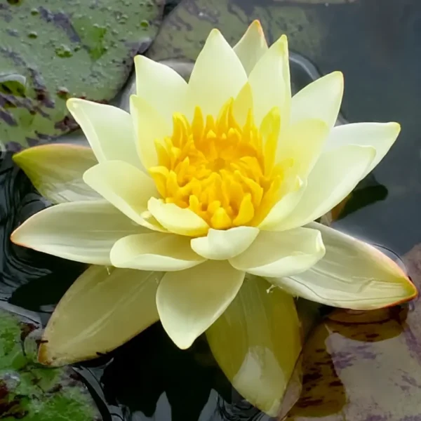 Pygmy Yellow Water Lily plant
