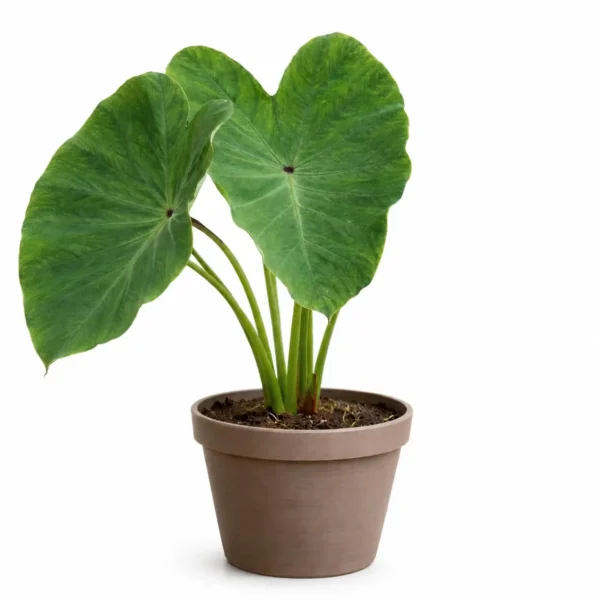 Taro (Elephant Ear) plant