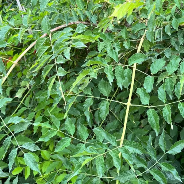 Trumpet Vine (Trumpet Creeper) plant