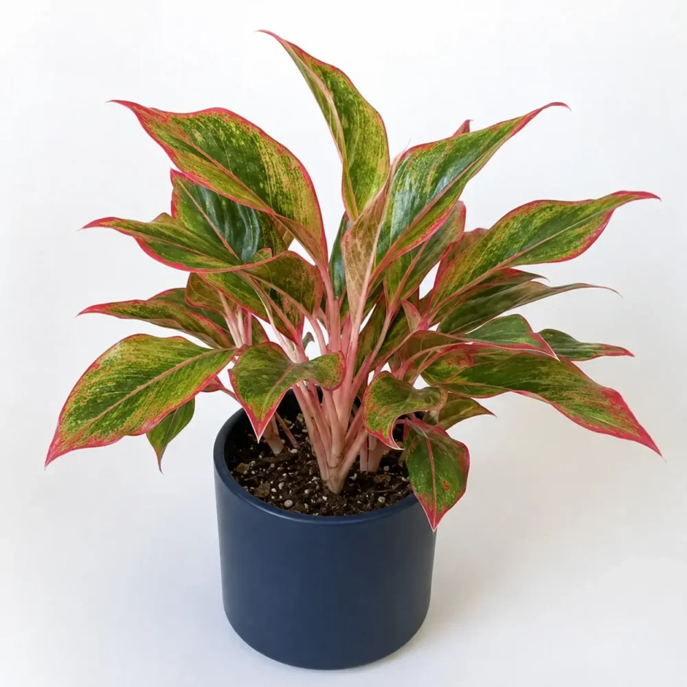 Aglaonema 'Siam Aurora' (Chinese Evergreen) plant