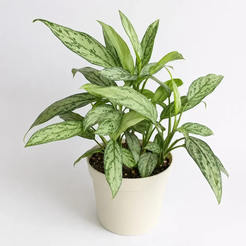 Aglaonema ‘Silver Queen’ plant