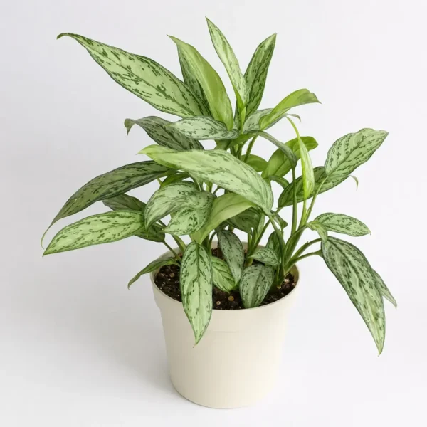 Aglaonema ‘Silver Queen’ plant
