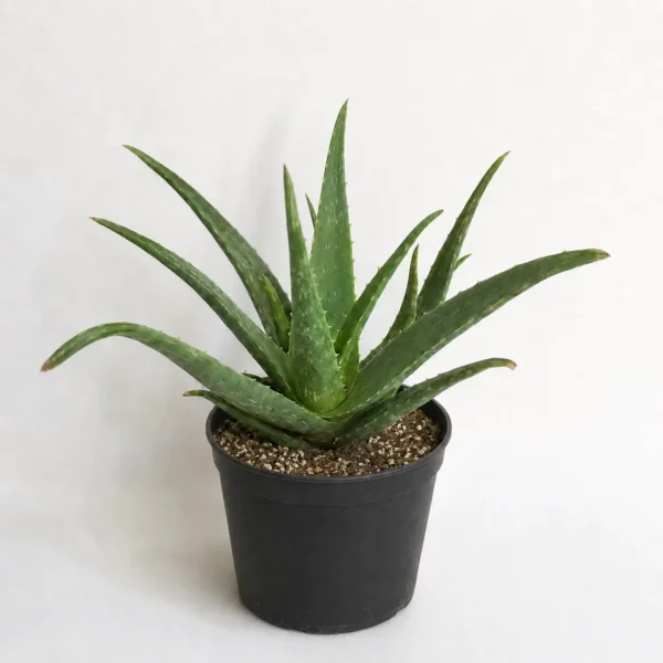 Aloe Vera plant