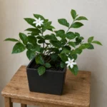 Arabian Jasmine buds falling off (bud drop) and not blooming: the most common causes and fixes