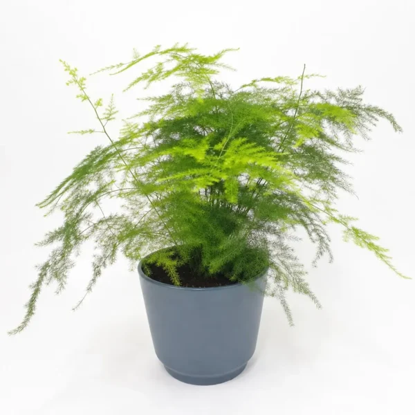 Asparagus Fern plant