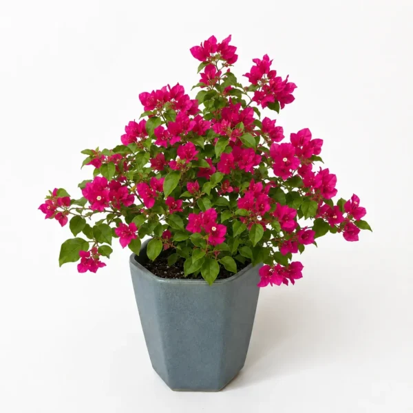 Bougainvillea plant