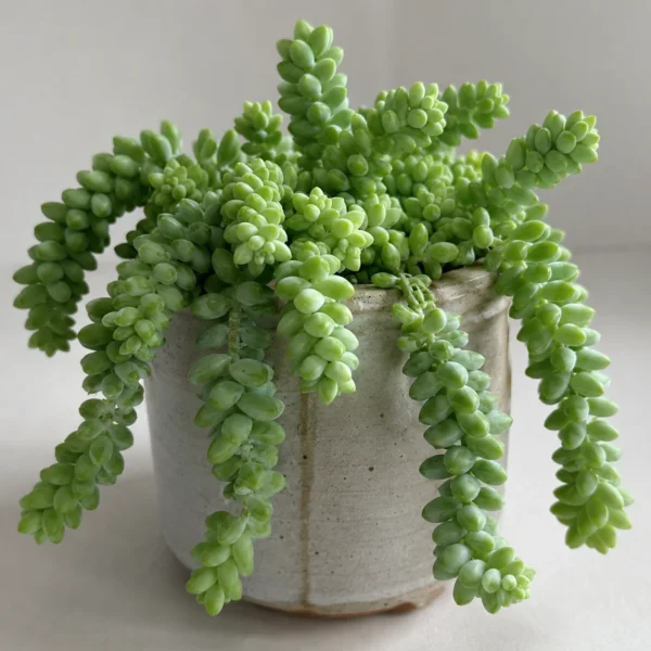 Burro's Tail (sedum morganianum) plant