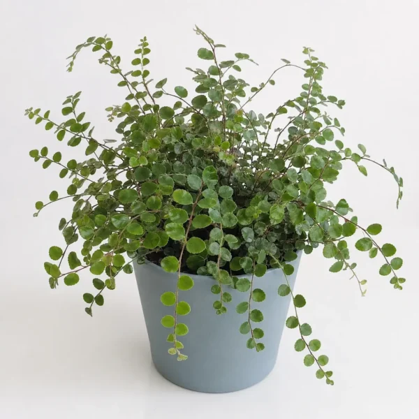 Button Fern plant