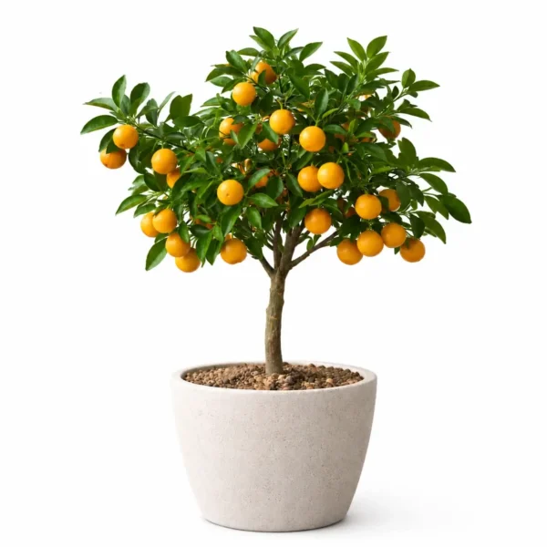 Calamondin Orange plant