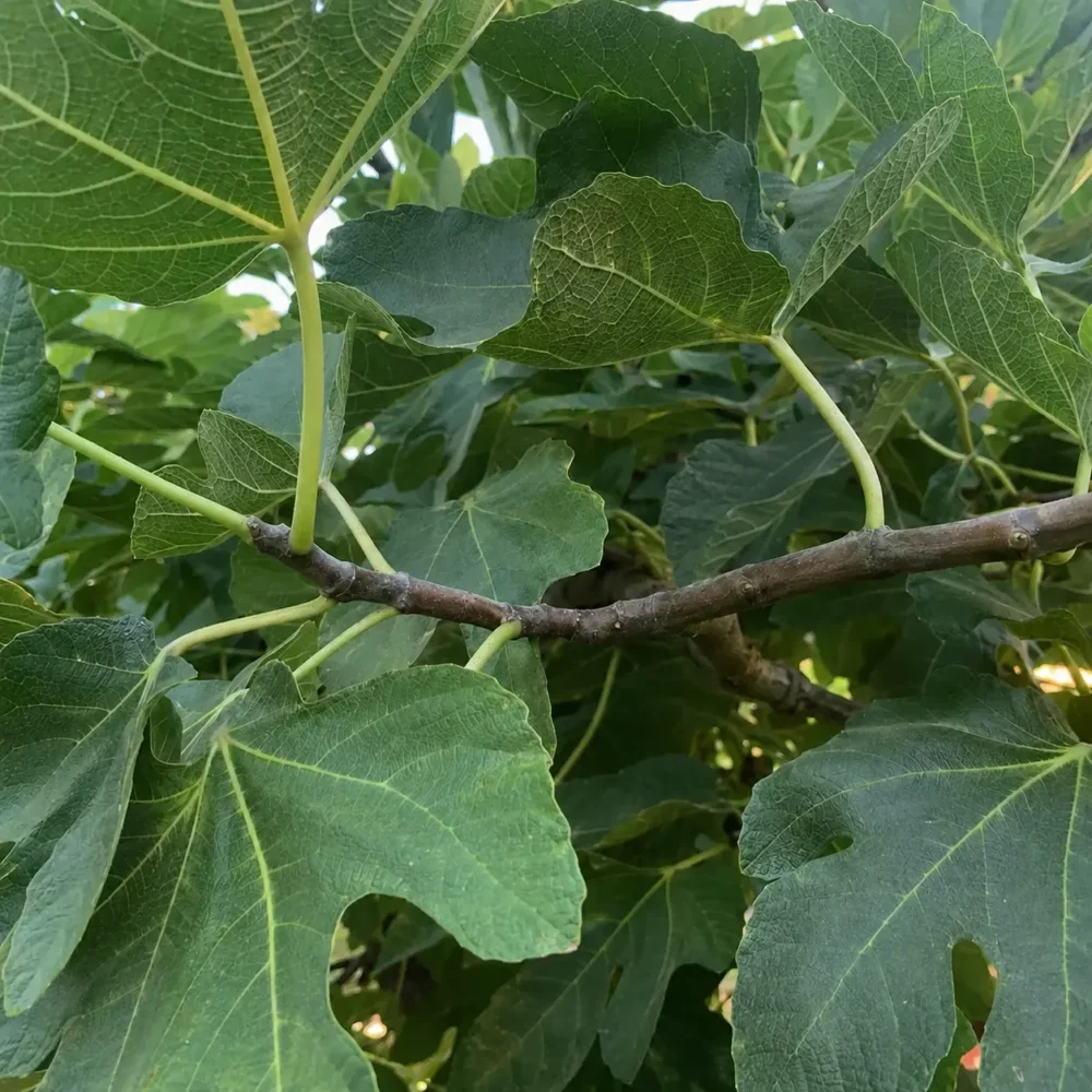 Common Fig plant