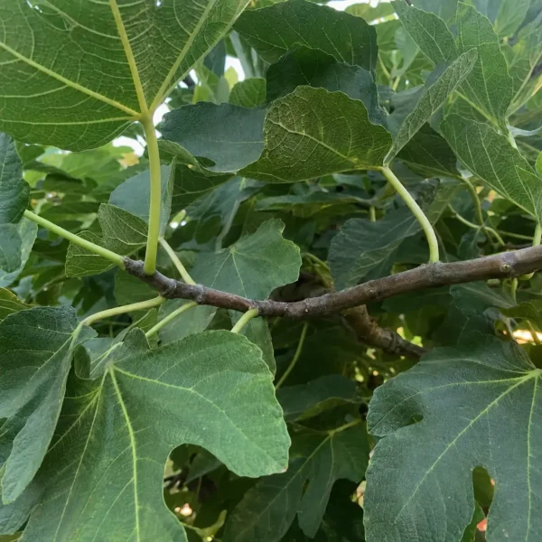 Common Fig plant