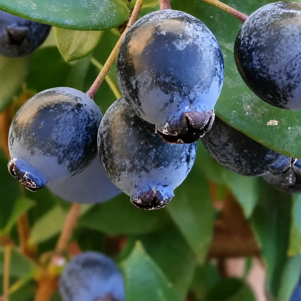 Common Myrtle plant