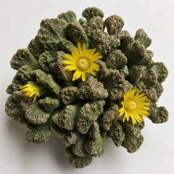 Concrete Leaf (Titanopsis calcarea) plant