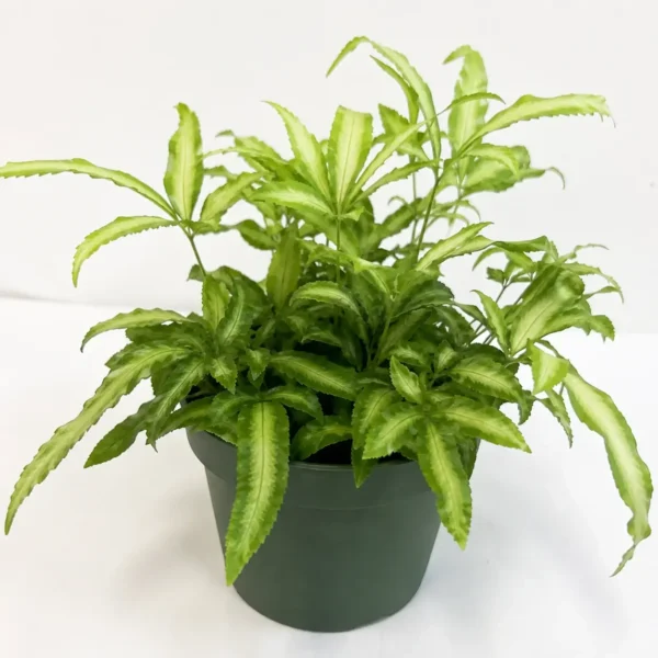 Cretan Brake Fern plant