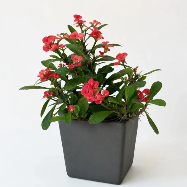 Crown of Thorns plant