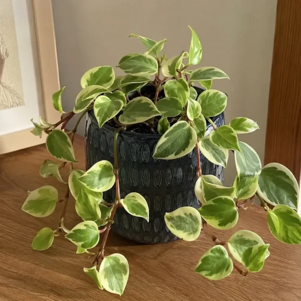 Cupid Peperomia plant