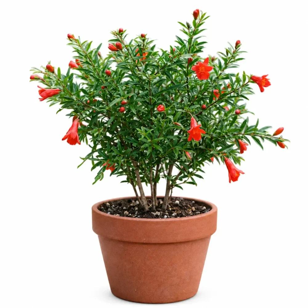 Dwarf Pomegranate plant