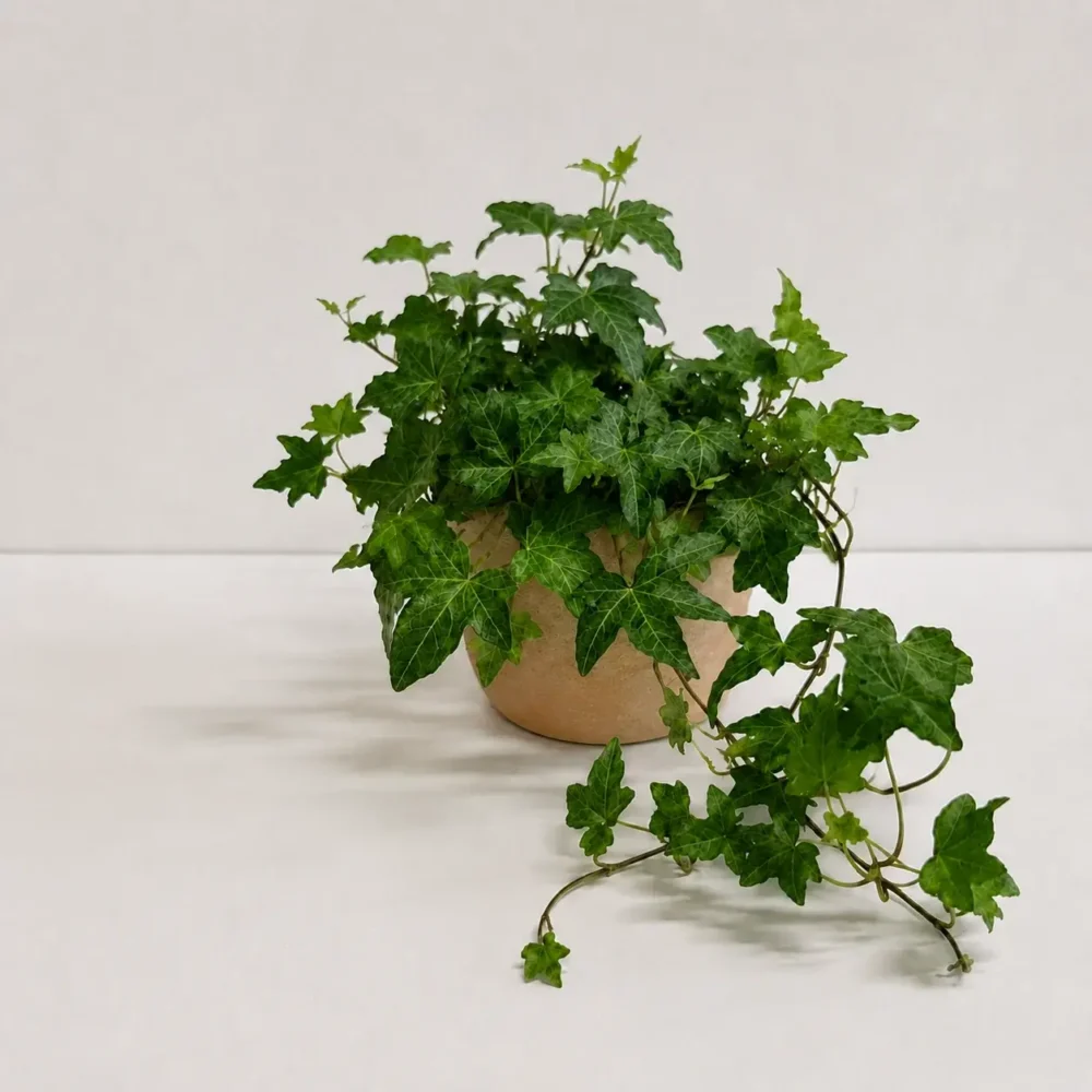 English Ivy plant
