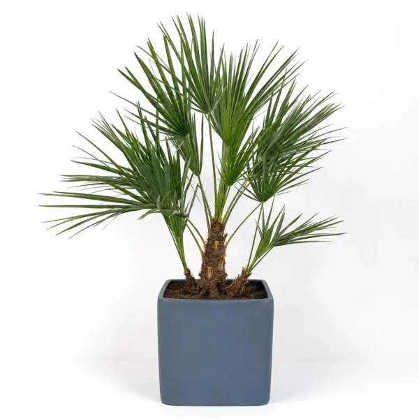 European Fan Palm (pot) plant