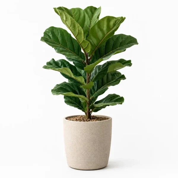 Fiddle Leaf Fig plant